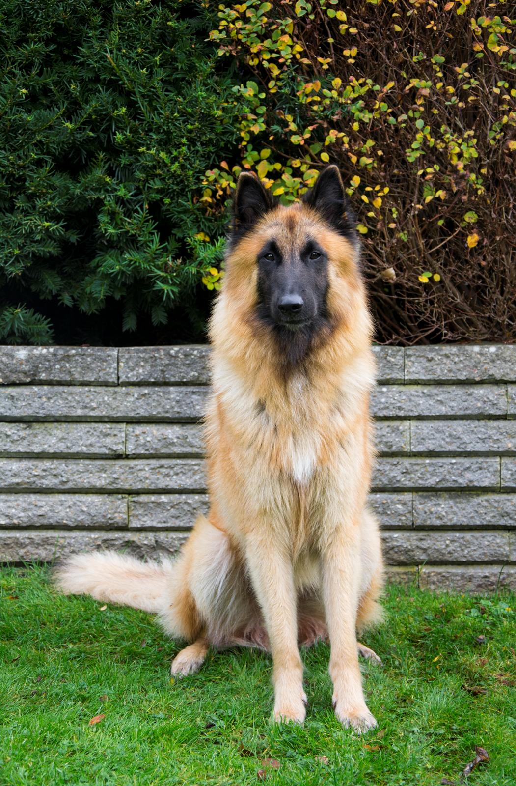 Tervueren Kenzo billede 8