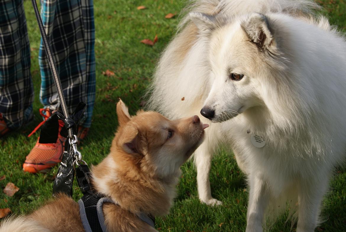 Islandsk fårehund Asti-Una's Stjarni Óskabein aka Ollie billede 2