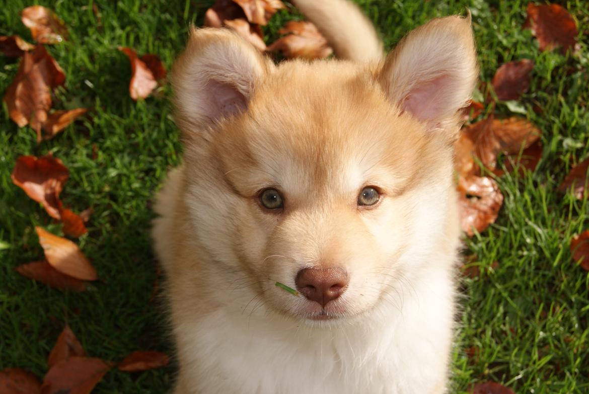 Islandsk fårehund Asti-Una's Stjarni Óskabein aka Ollie billede 5