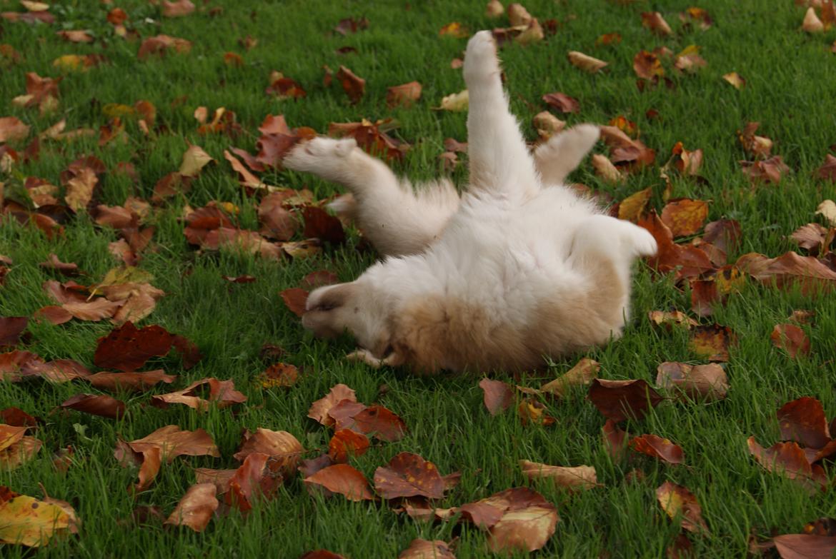 Islandsk fårehund Asti-Una's Stjarni Óskabein aka Ollie billede 6