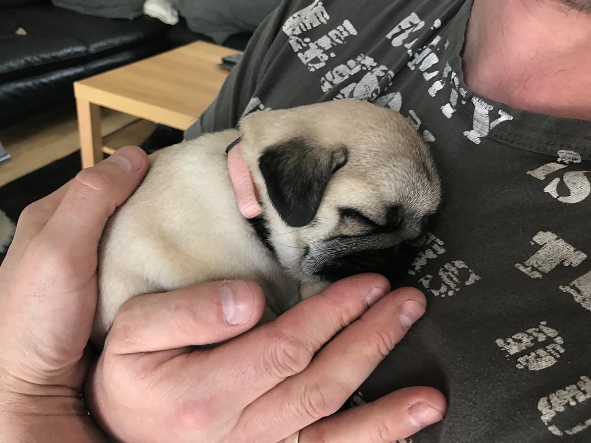 Mops Queenie billede 1