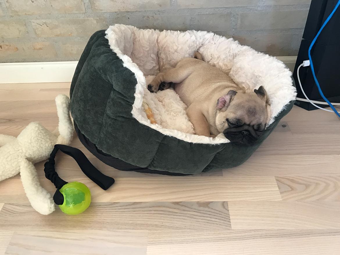 Mops Queenie billede 3