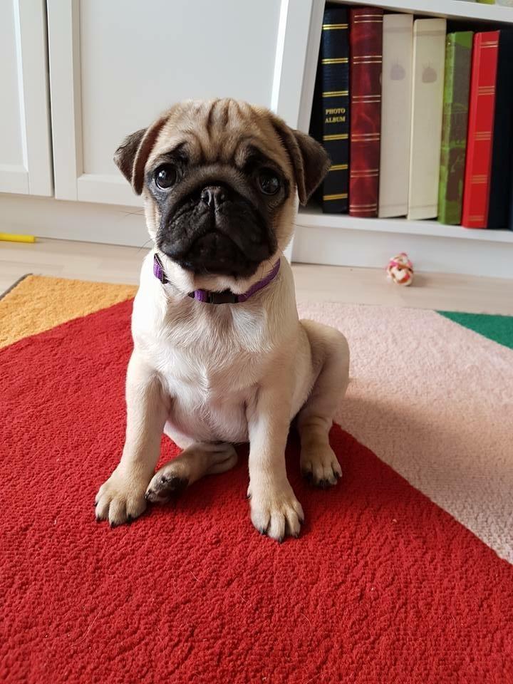 Mops Queenie billede 4