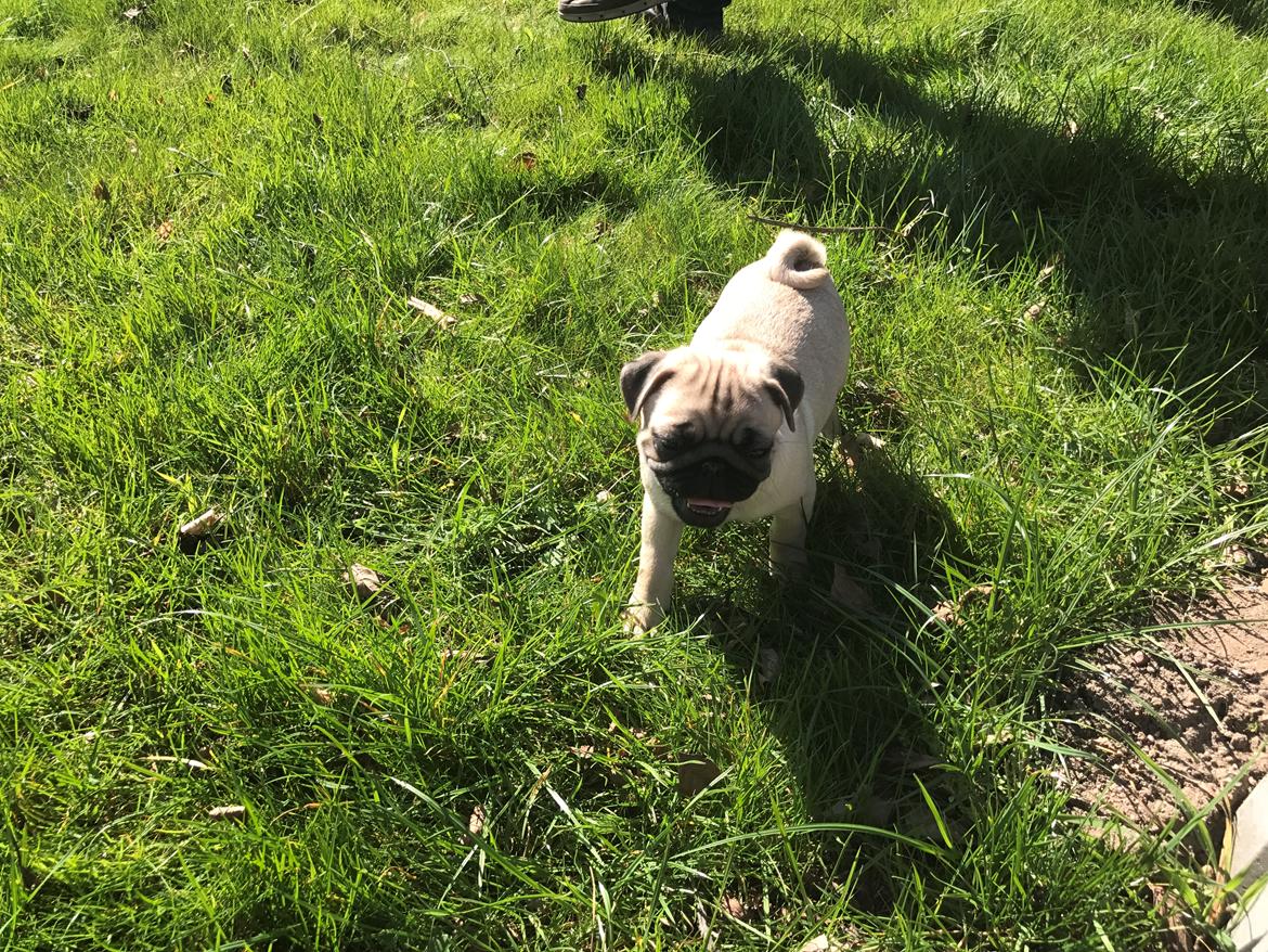 Mops Queenie billede 2