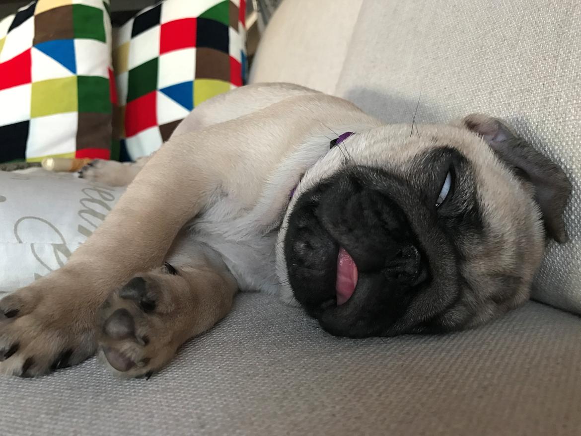 Mops Queenie billede 6