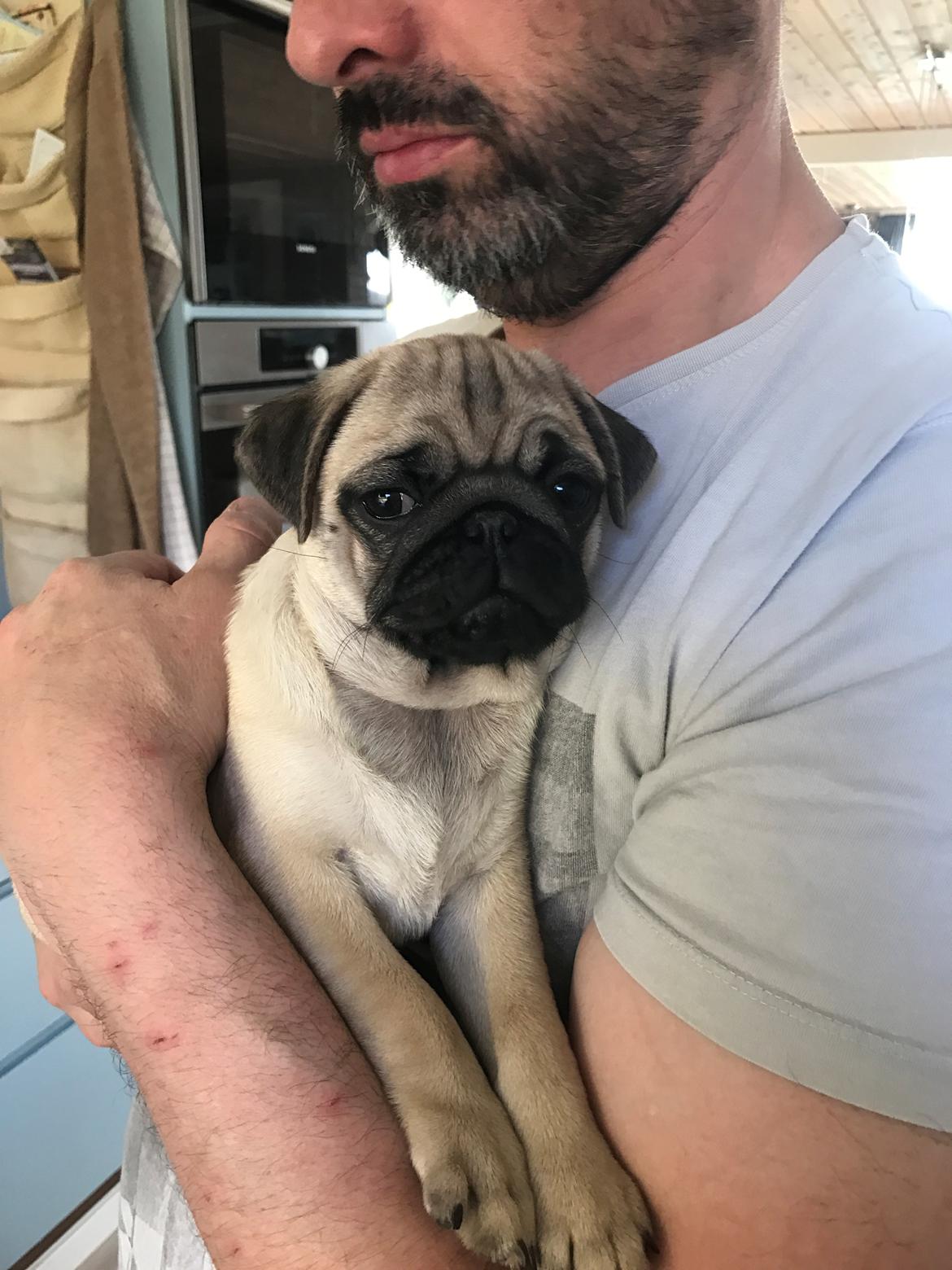 Mops Queenie billede 7