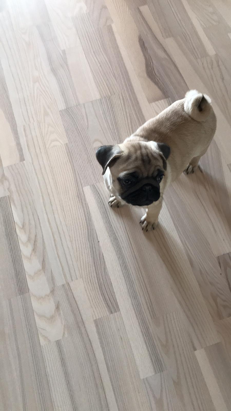 Mops Queenie billede 9