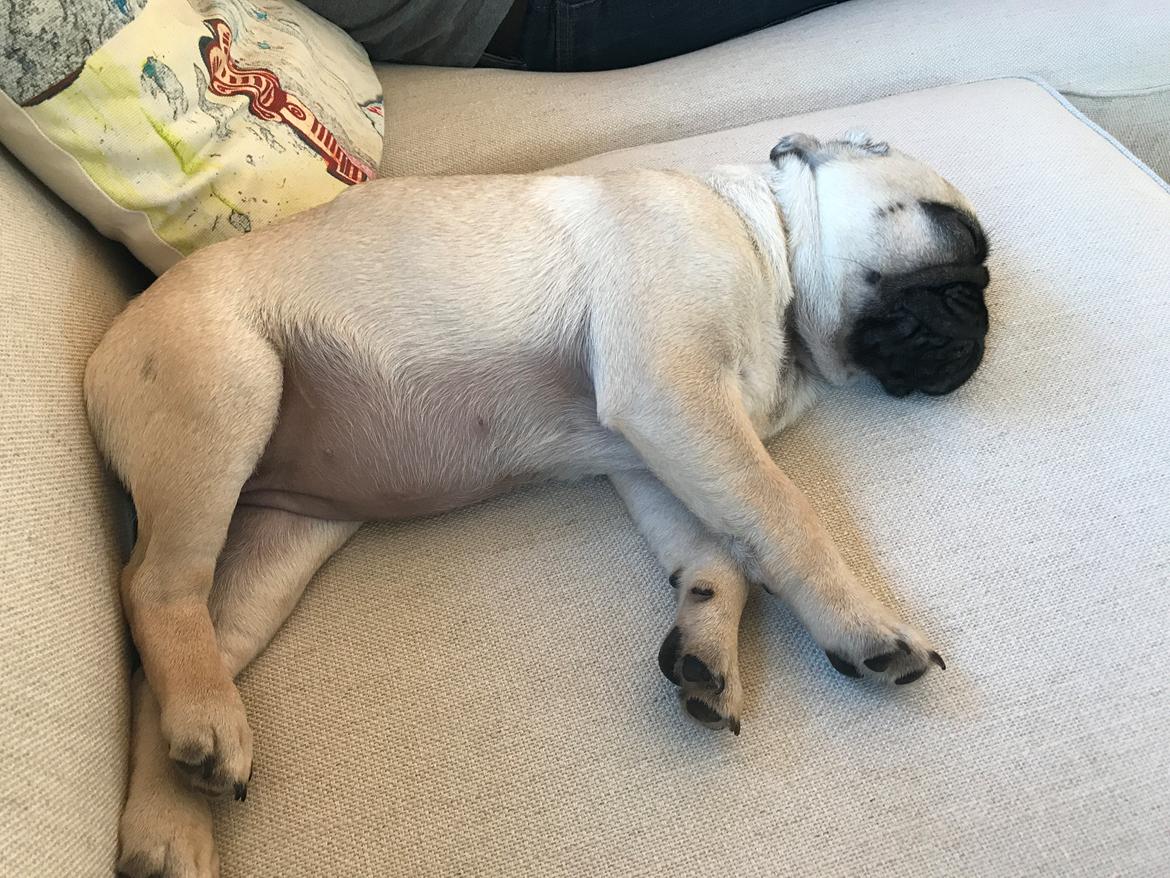 Mops Queenie billede 11