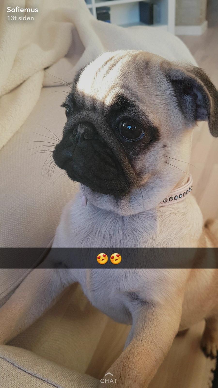 Mops Queenie billede 12