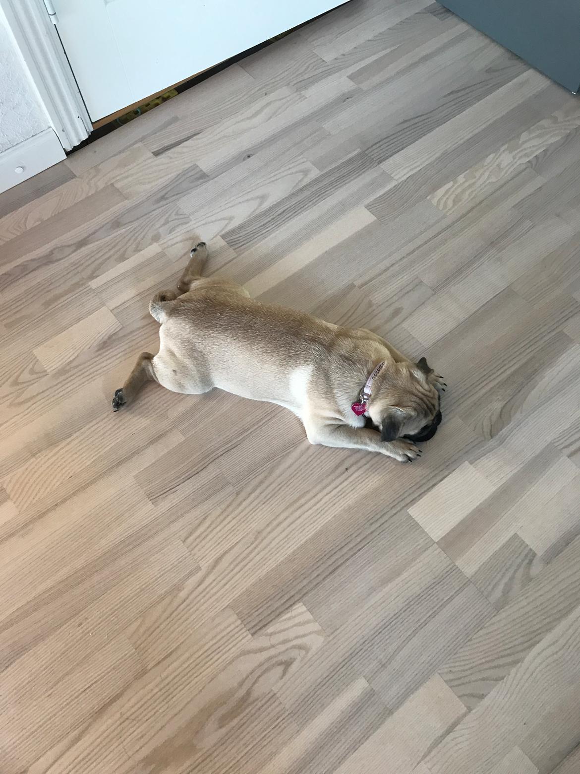 Mops Queenie billede 13