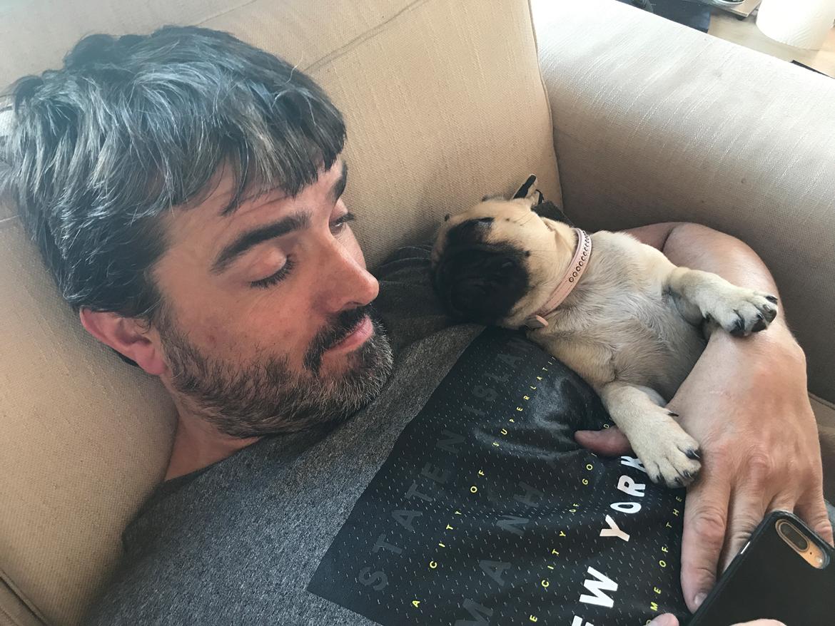 Mops Queenie billede 14