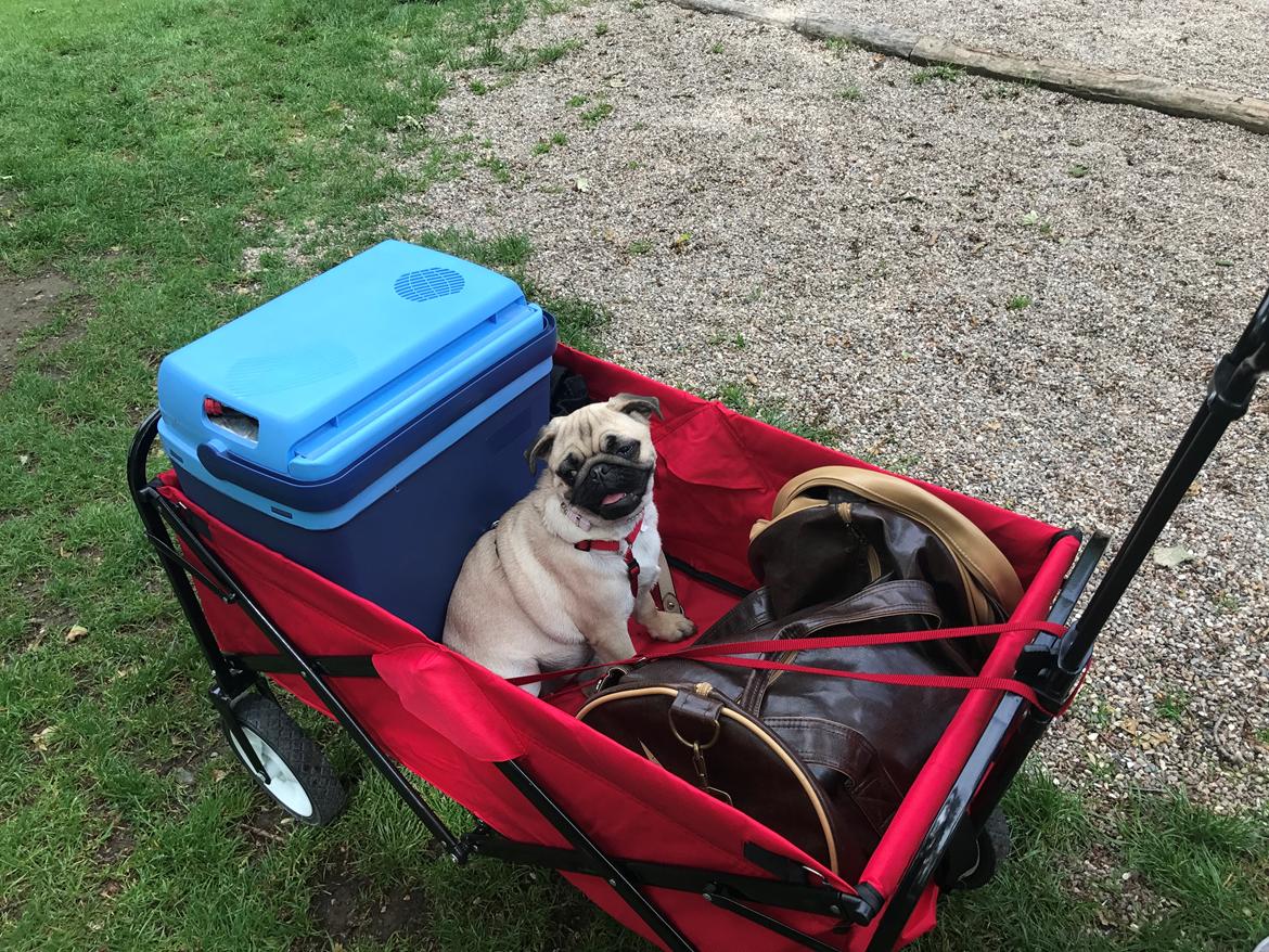 Mops Queenie billede 16