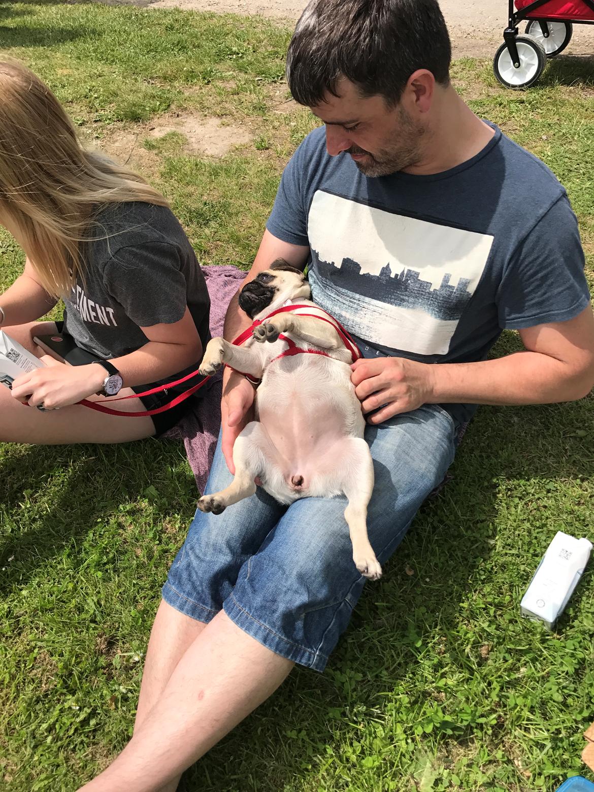 Mops Queenie billede 18