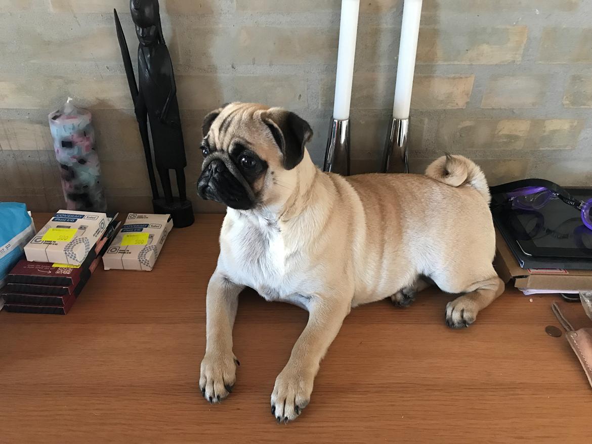 Mops Queenie billede 20