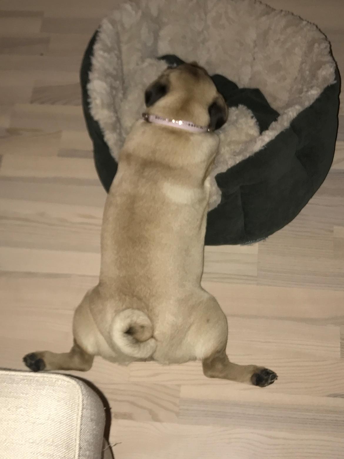 Mops Queenie billede 21