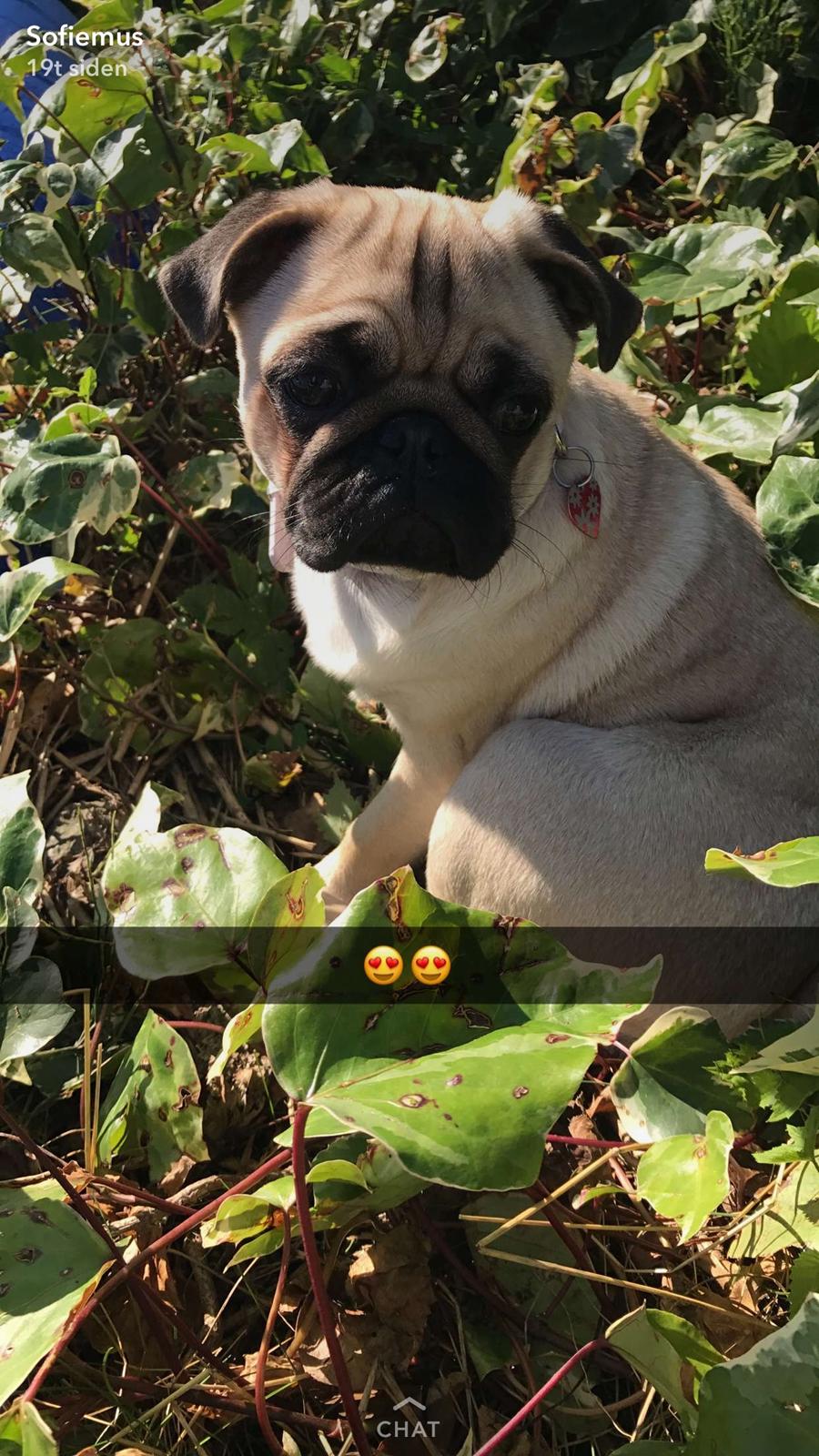 Mops Queenie billede 22