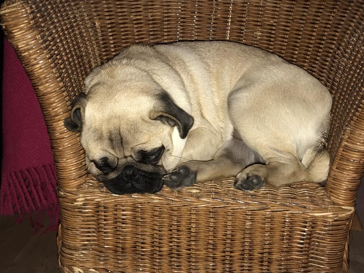 Mops Queenie billede 23