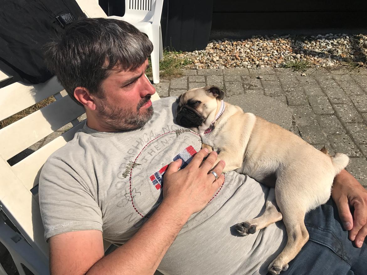 Mops Queenie billede 24