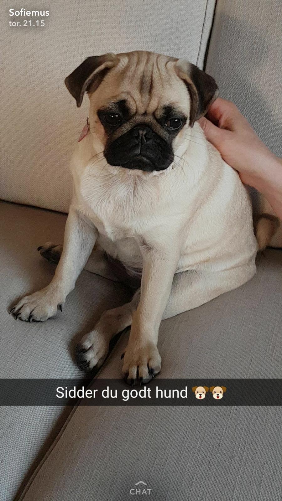 Mops Queenie billede 19