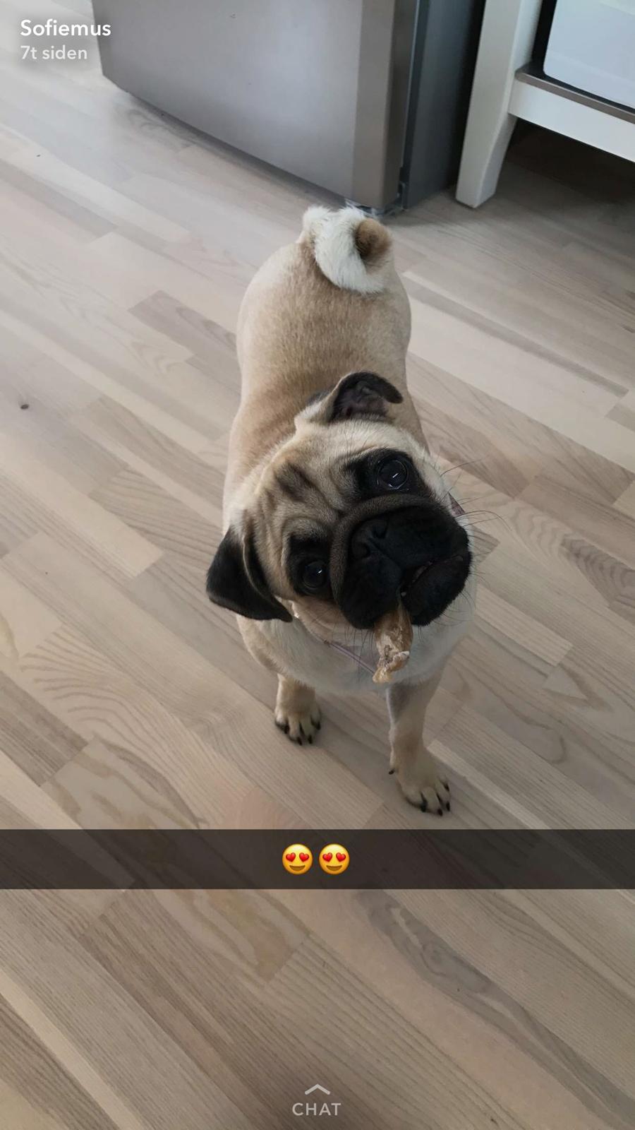 Mops Queenie billede 27