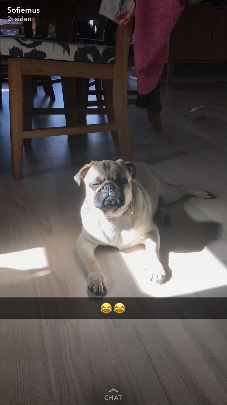 Mops Queenie billede 28