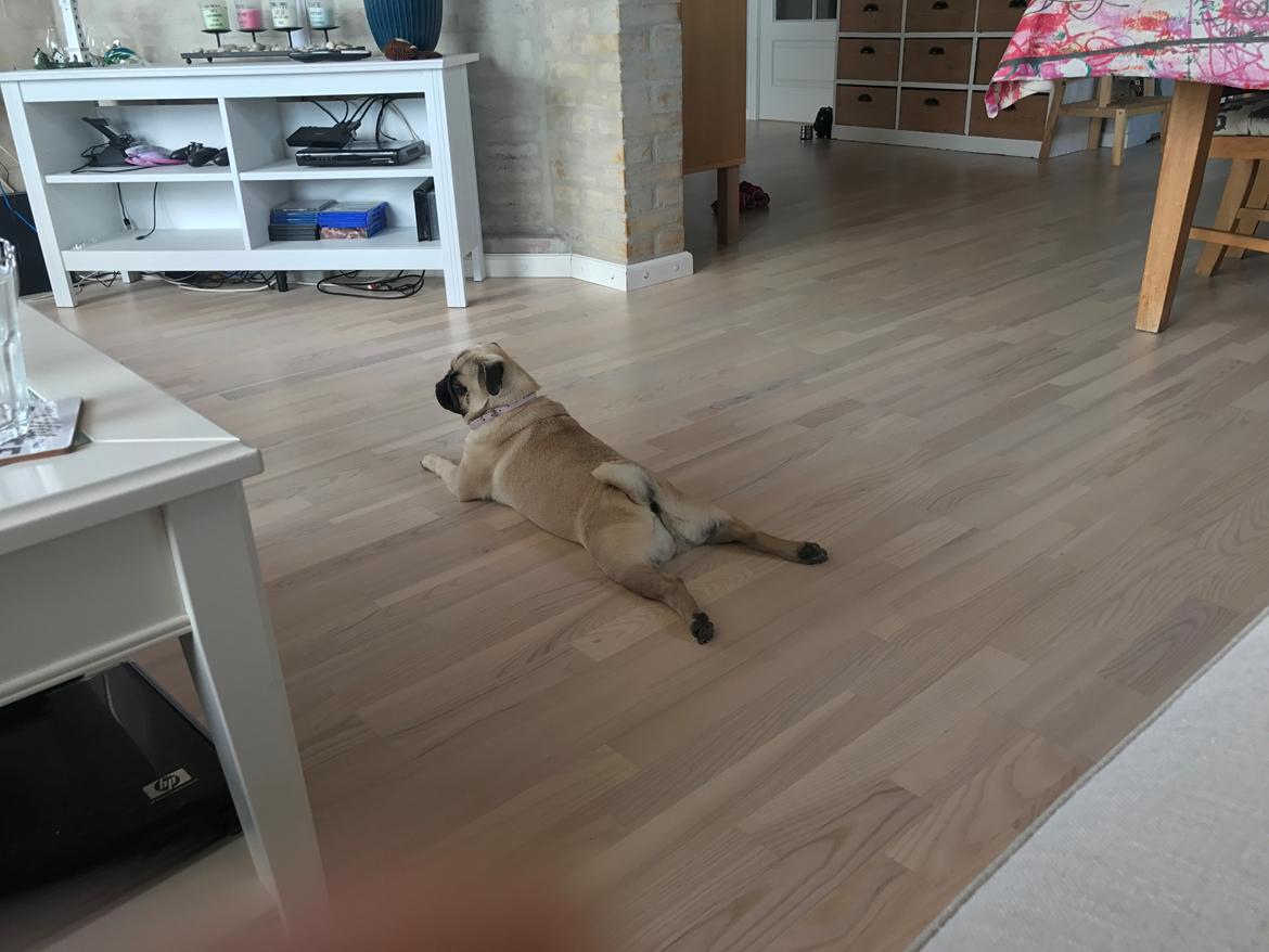 Mops Queenie billede 29