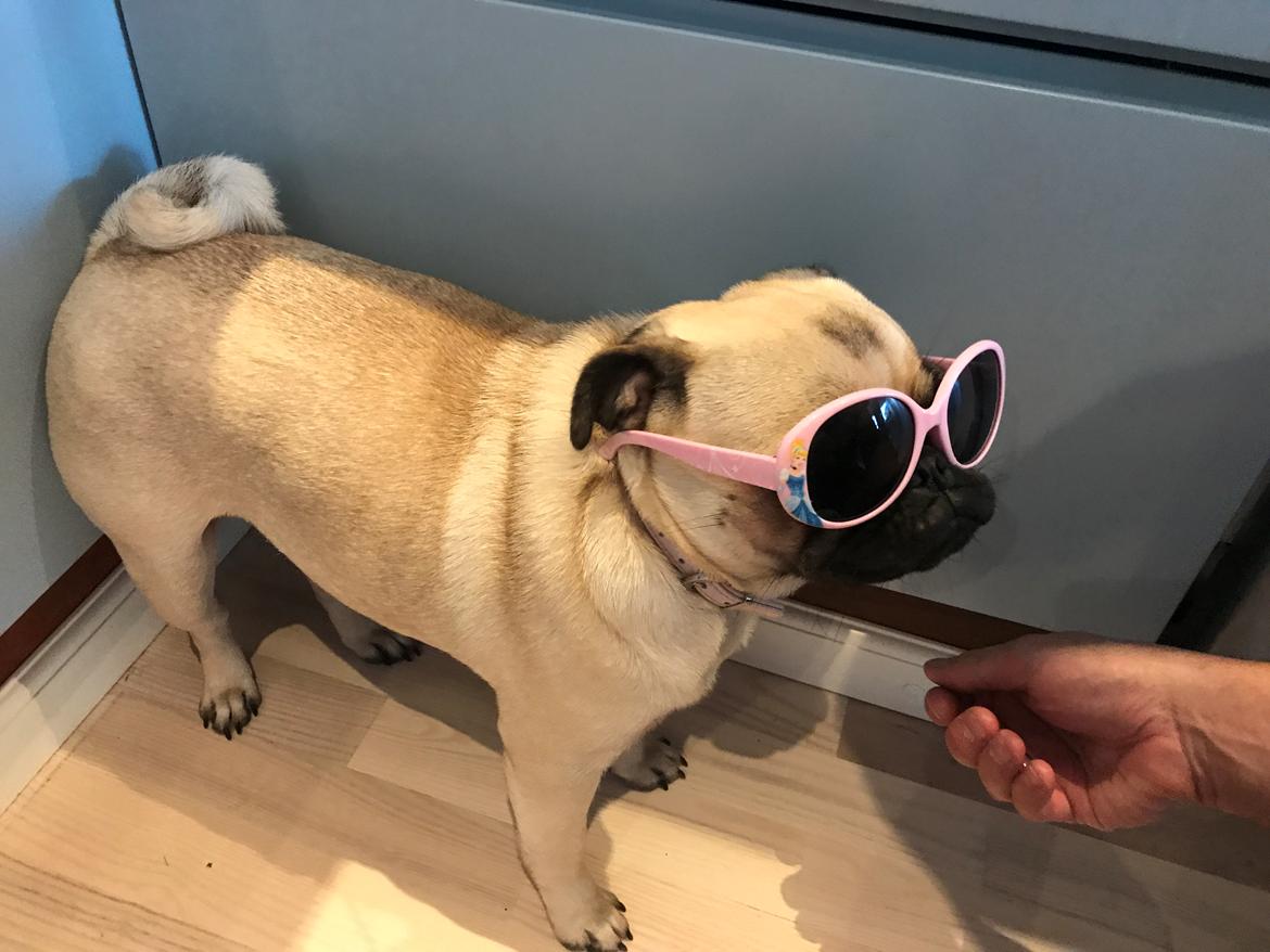 Mops Queenie billede 30