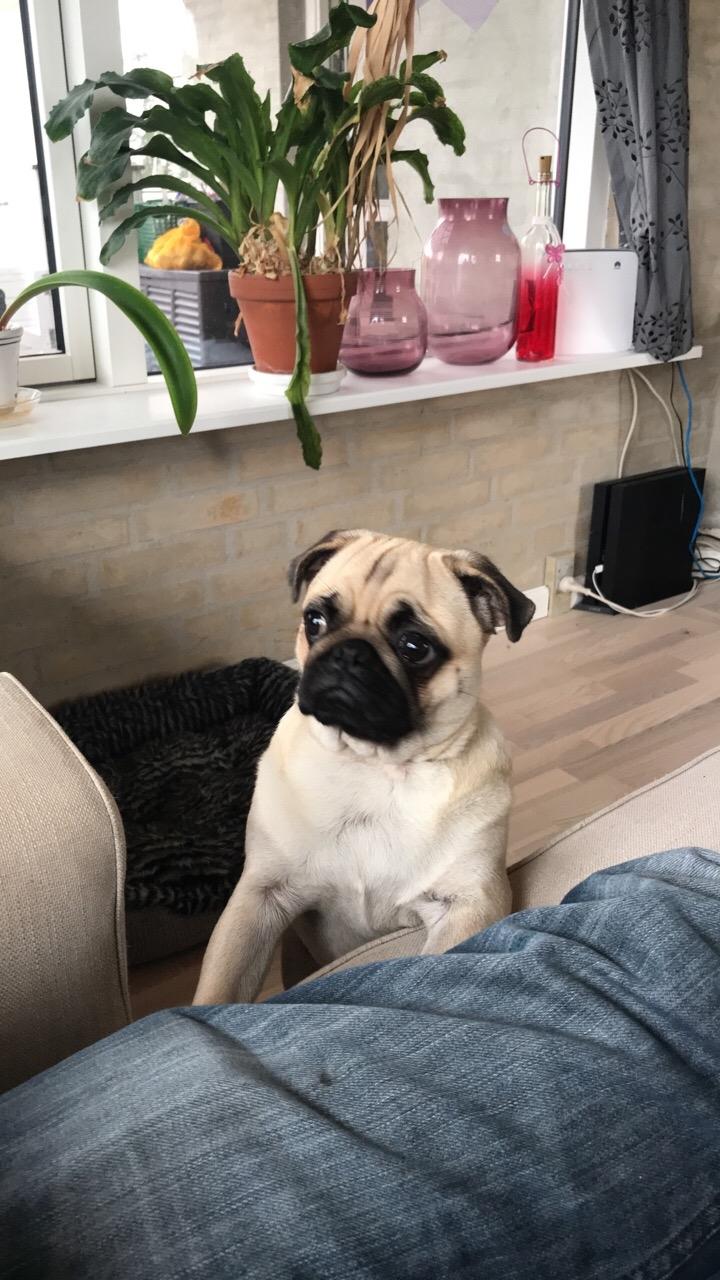 Mops Queenie billede 31