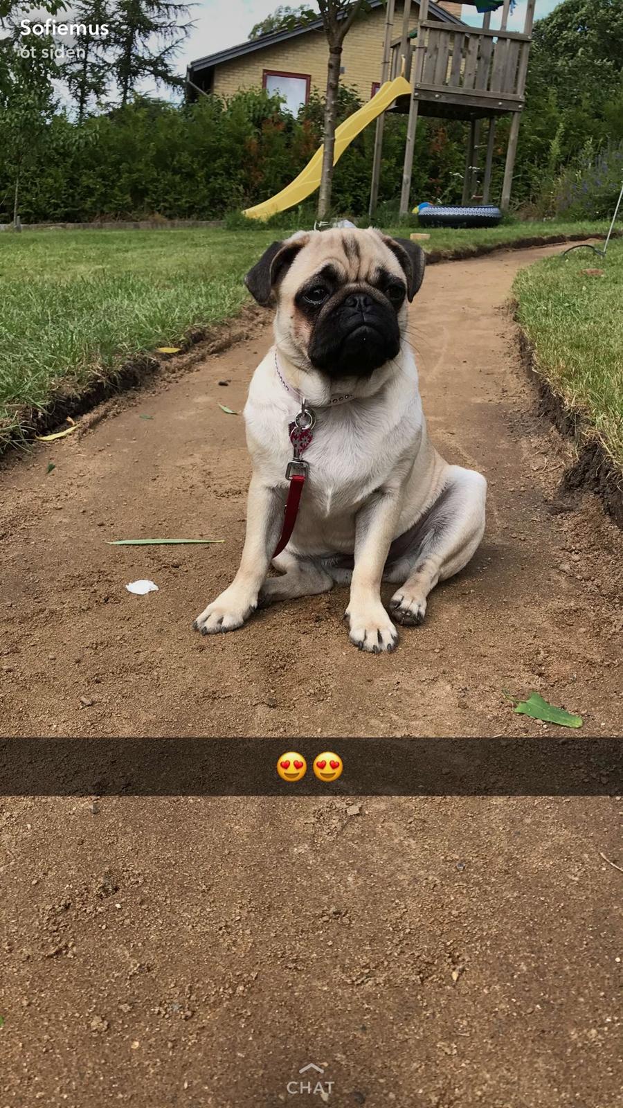 Mops Queenie billede 26