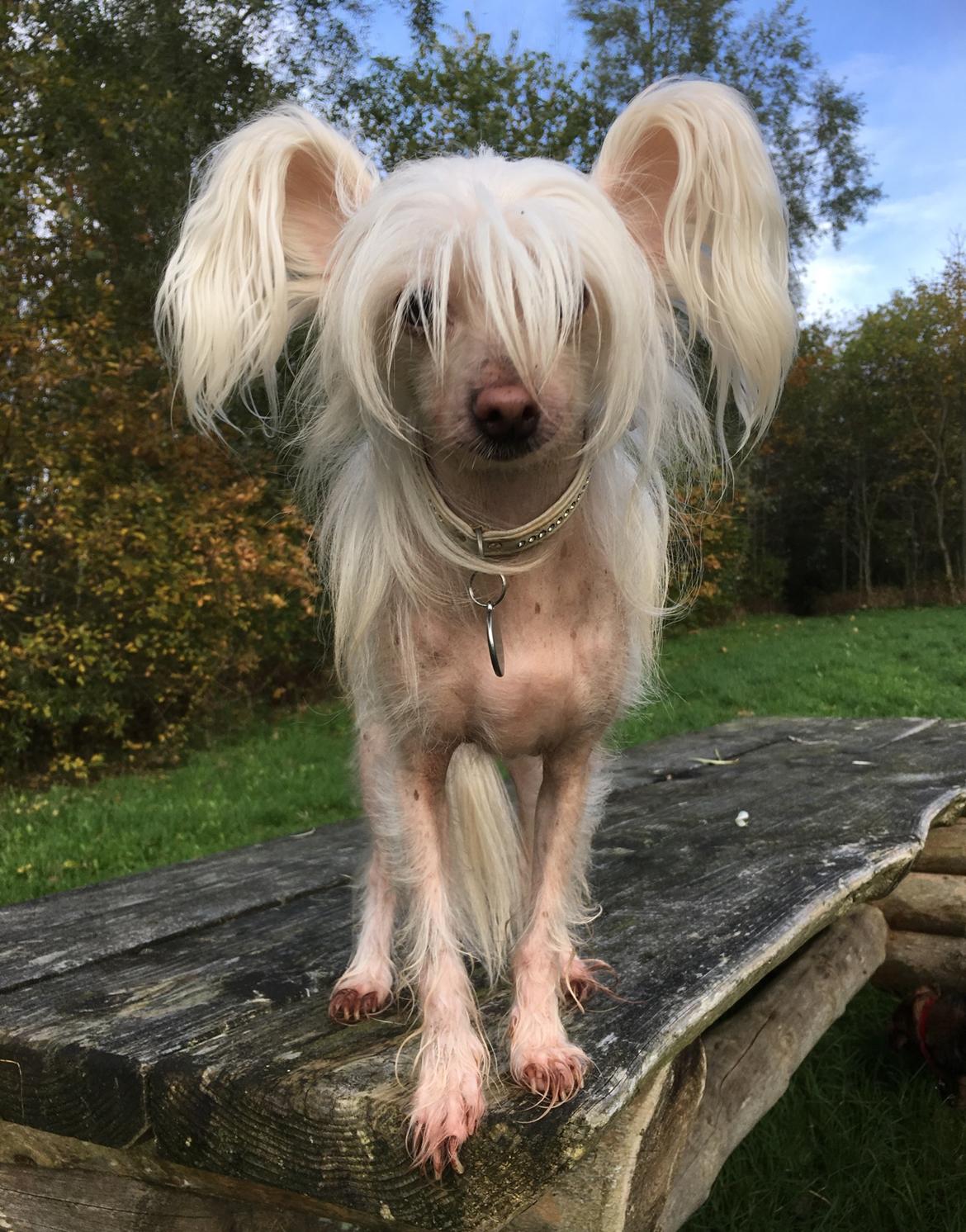 Chinese crested hårløs Silas - Behåret Silas :P *27/10-17* billede 46