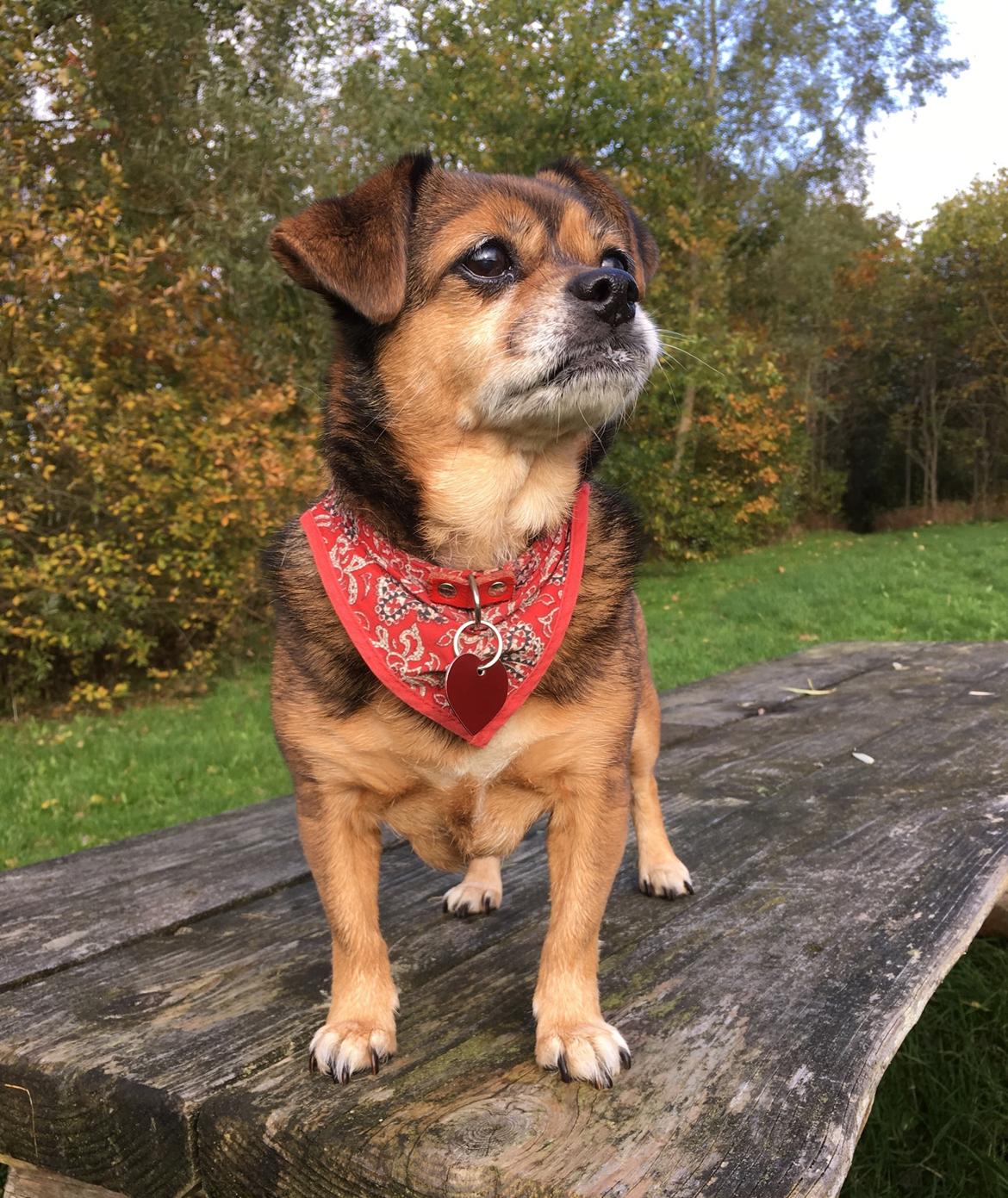 Blanding af racer Lilly - Frk. Lilly Gråmule *27/10-17* billede 14