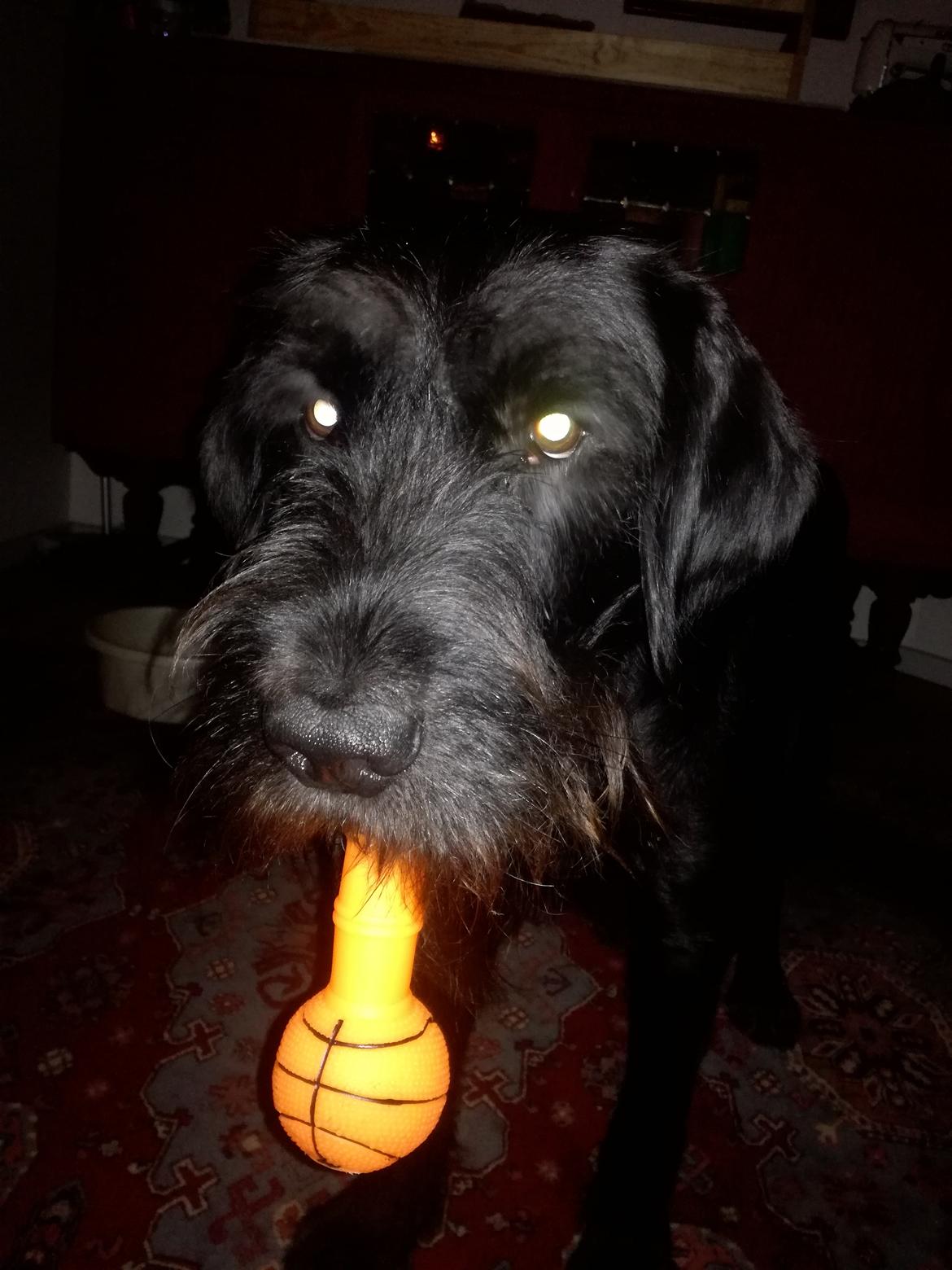 Blanding af racer Ulvar billede 11