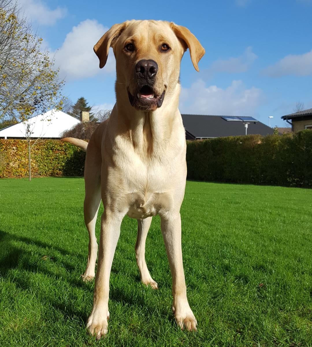 Blanding af racer Elvis *R.I.P* - 2år og 50kg 28/10-17 billede 6
