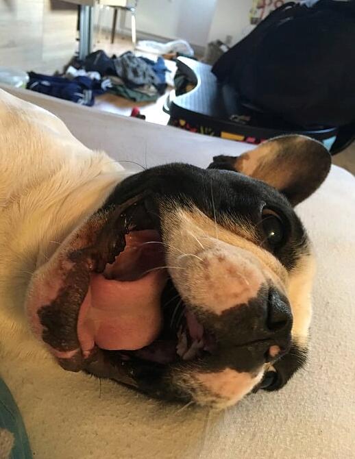 Fransk bulldog Torro - Tosse Torro billede 34