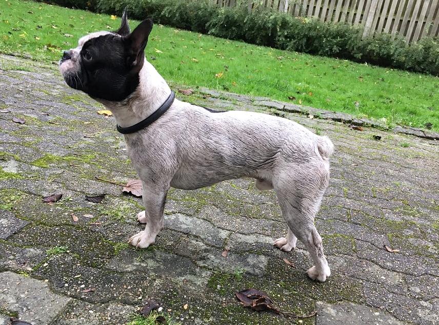 Fransk bulldog Torro - Ikke særlig beskidt efter leg i hundeskoven - efteråret '17 billede 30
