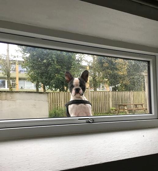 Fransk bulldog Torro - Hello there - Vindueskigger efteråret '17 billede 31