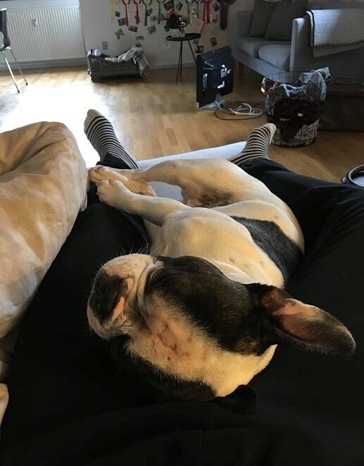 Fransk bulldog Torro - Jo tættere jeg lægger på mor, jo bedre  billede 32