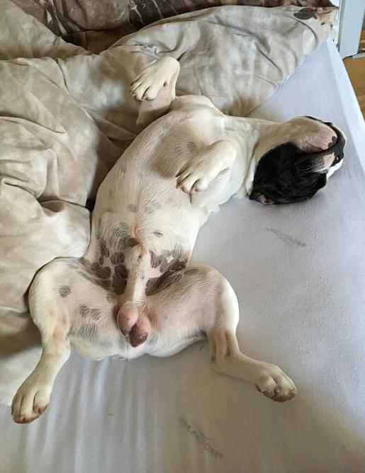 Fransk bulldog Torro billede 33