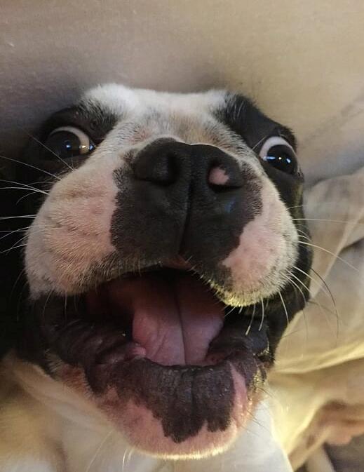 Fransk bulldog Torro - Selfie! billede 28