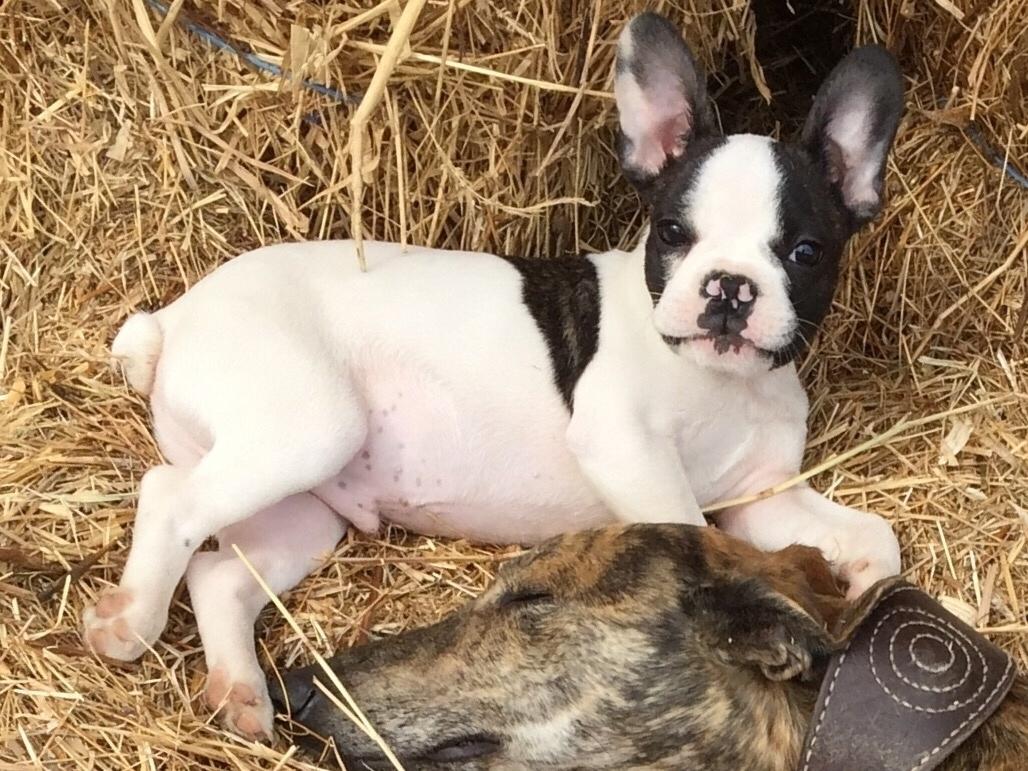 Fransk bulldog Torro - Paint like one of your french girls - Portugal '17 billede 11