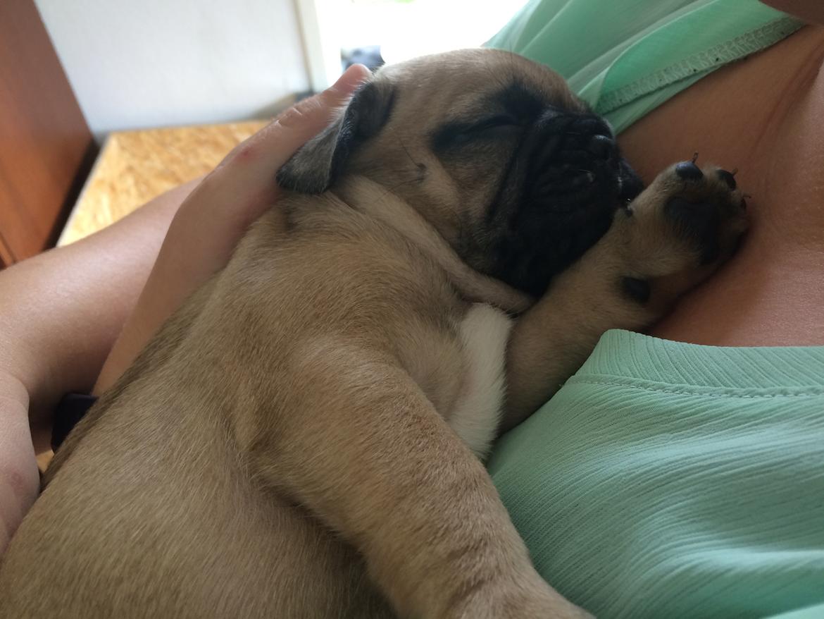 Blanding af racer Charlie billede 1