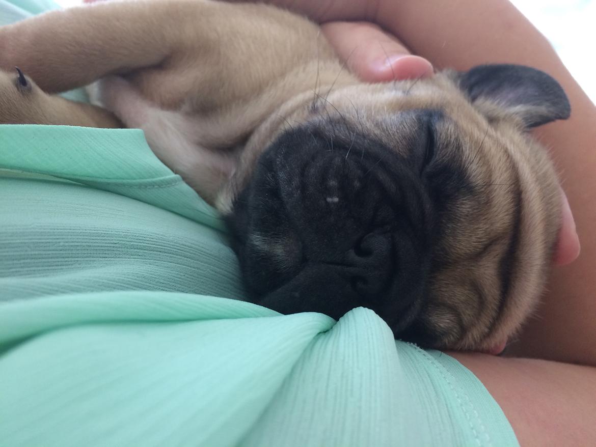 Blanding af racer Charlie billede 2