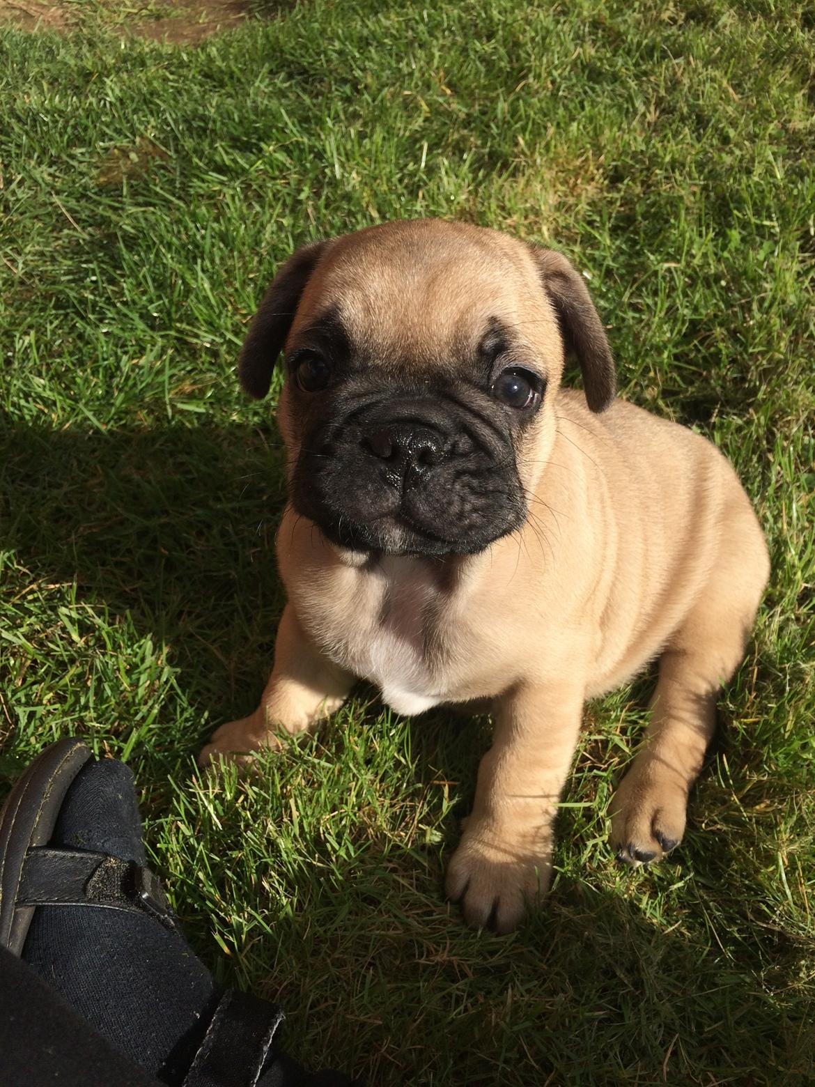 Blanding af racer Charlie billede 3