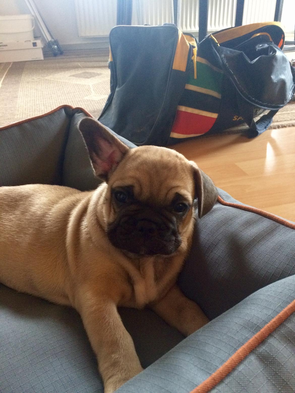 Blanding af racer Charlie billede 5