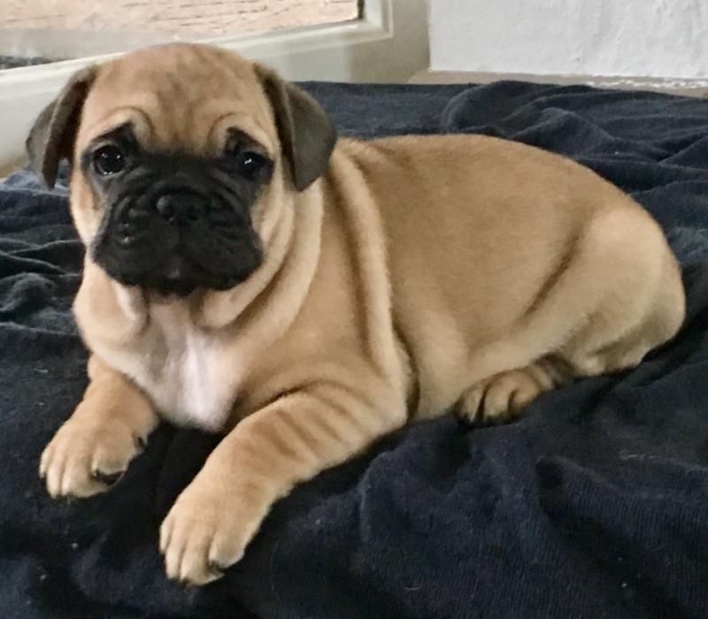 Blanding af racer Charlie billede 4