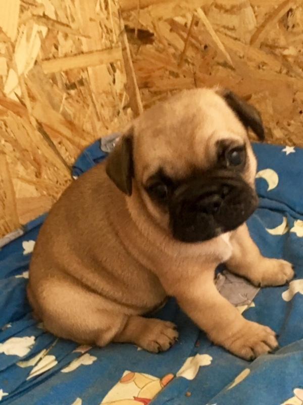 Blanding af racer Charlie billede 6