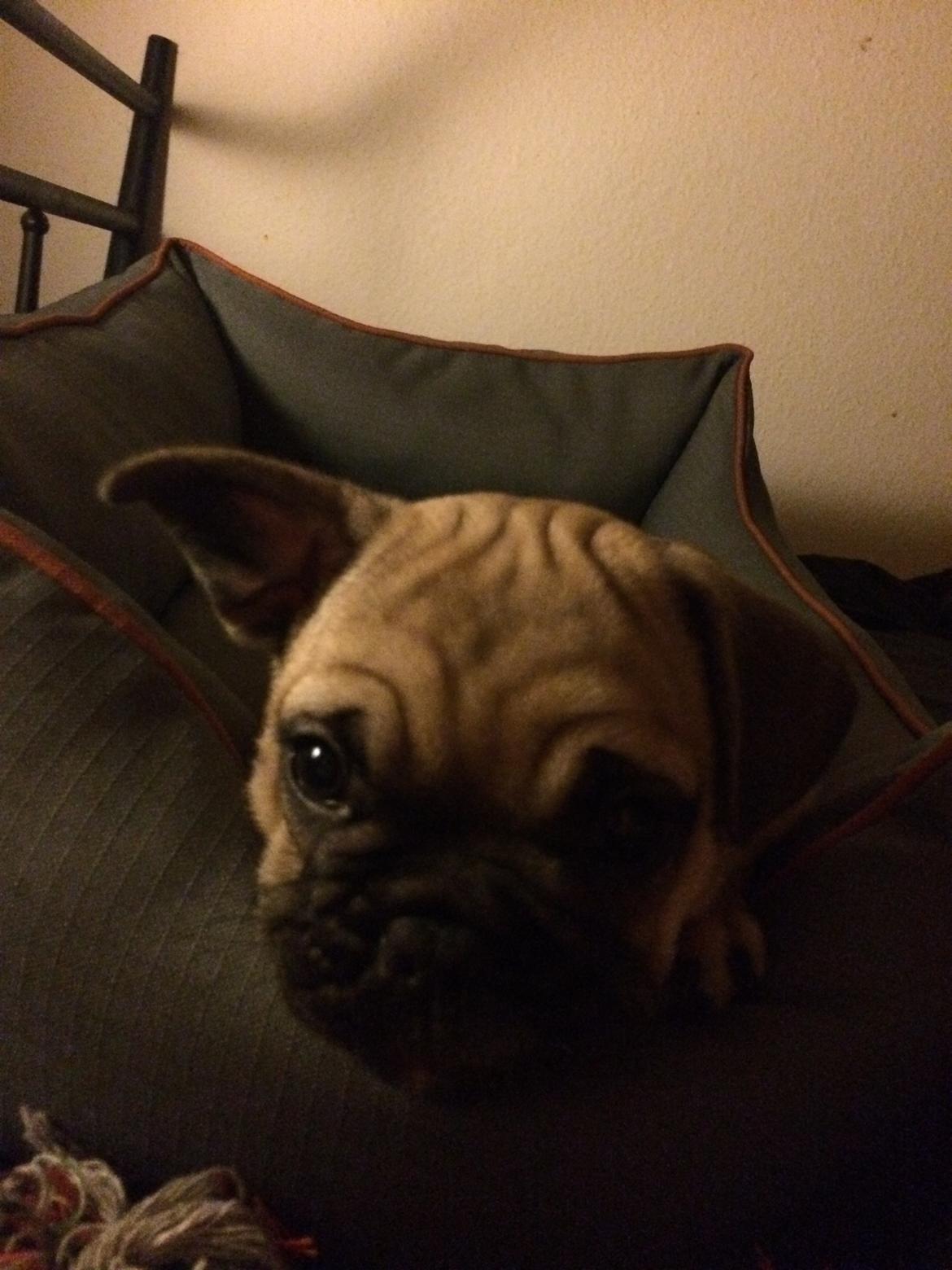 Blanding af racer Charlie billede 7