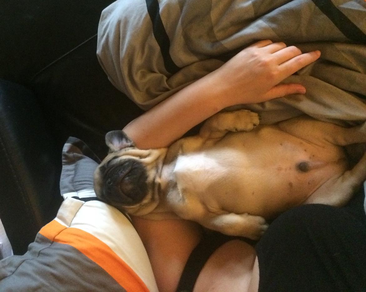 Blanding af racer Charlie billede 8