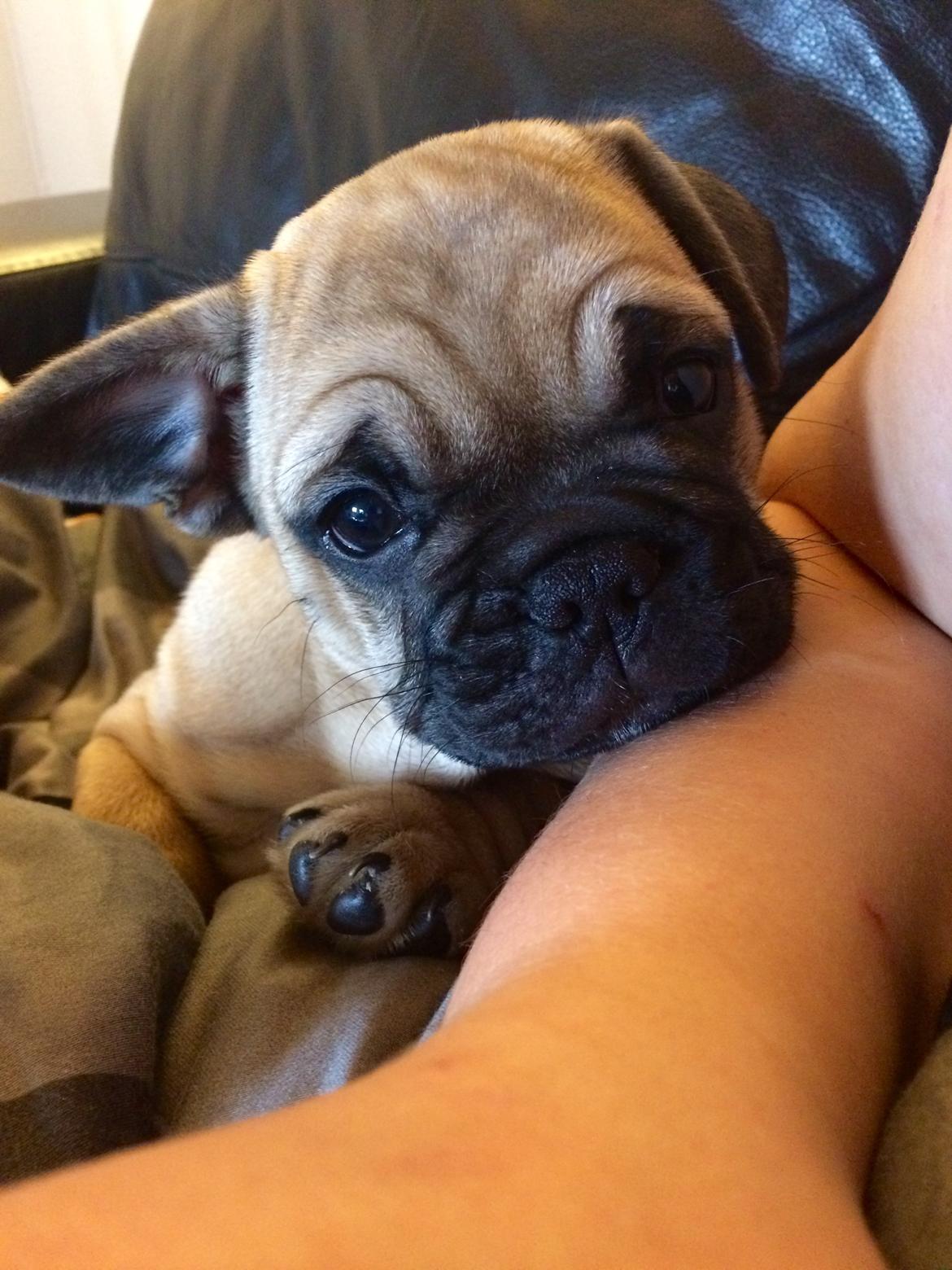 Blanding af racer Charlie billede 9