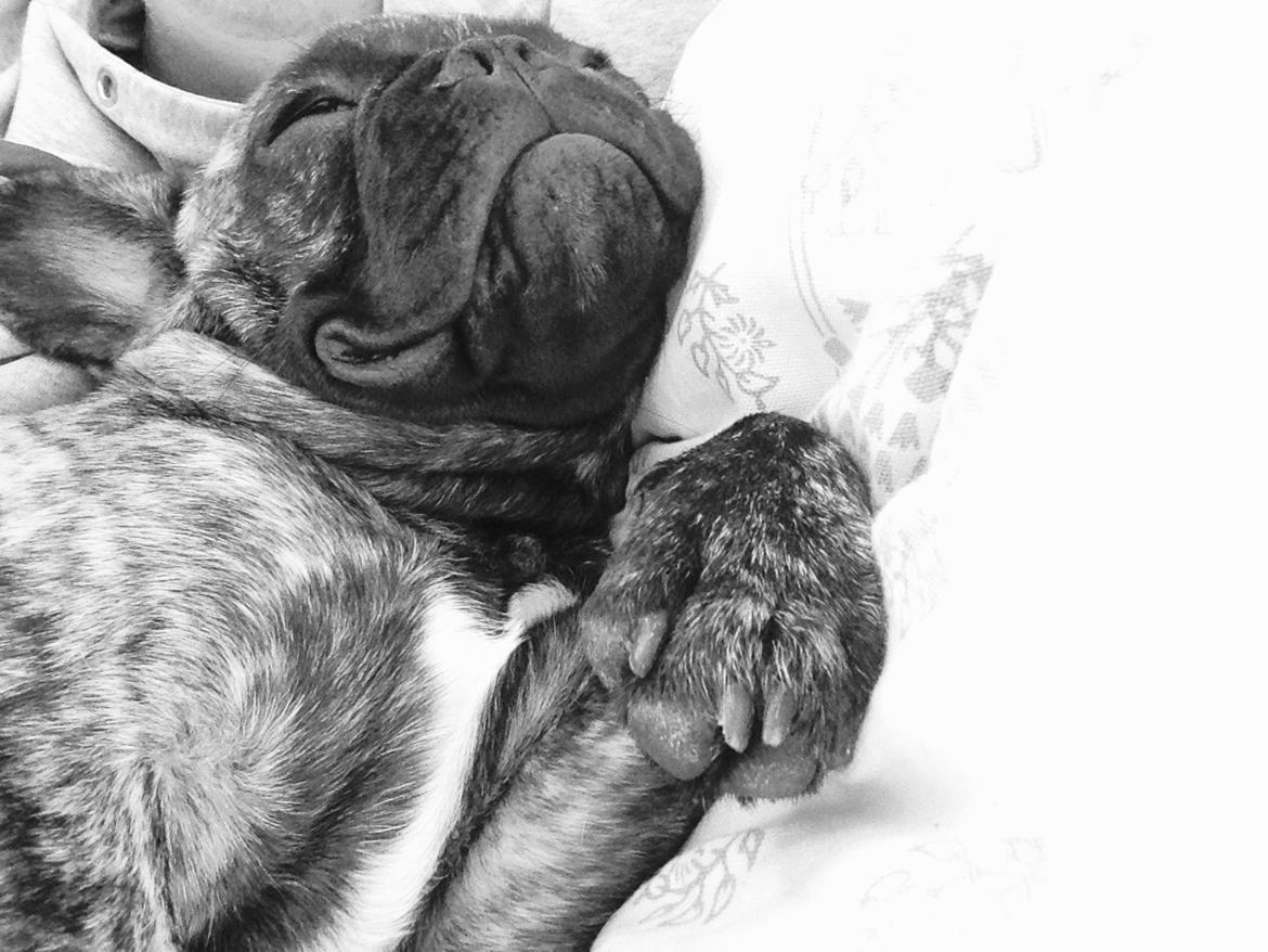 Fransk bulldog Milo billede 8